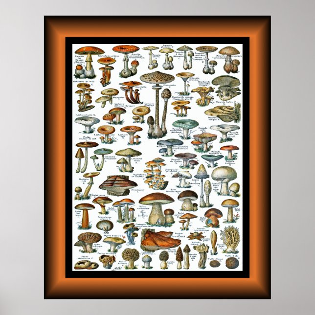 Affiche Champignons Pour Tous ~ Champignons Pour Tous ~ Po (Devant)