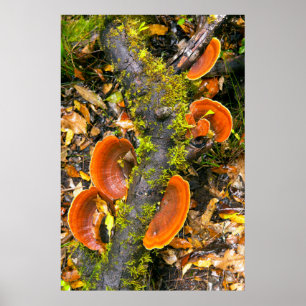 Affiche Champignons poussant sur des branches, le Knysna-A