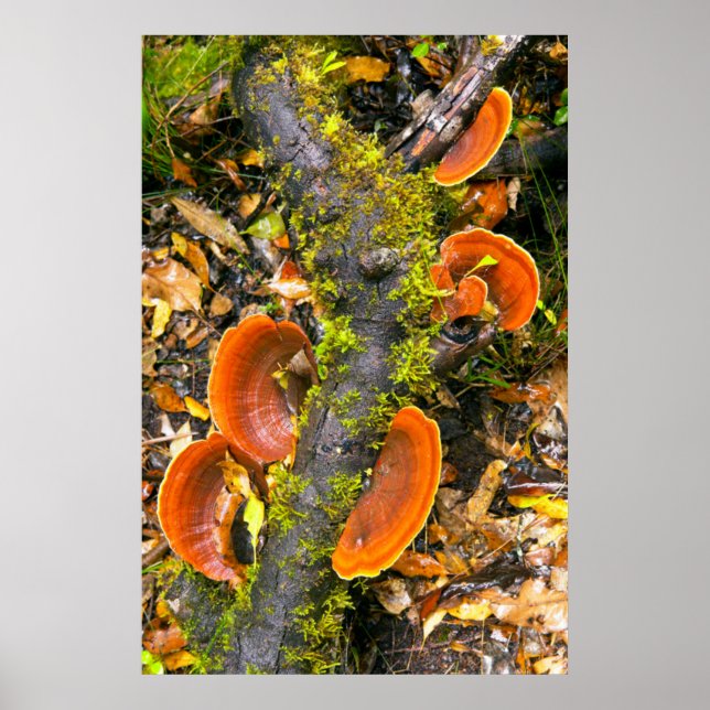 Affiche Champignons poussant sur des branches, le Knysna-A (Devant)