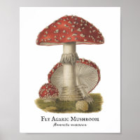 Champignons Red Magic Vintage 1800s