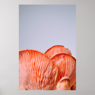 AFFICHE CHAMPIGNONS ROSES
