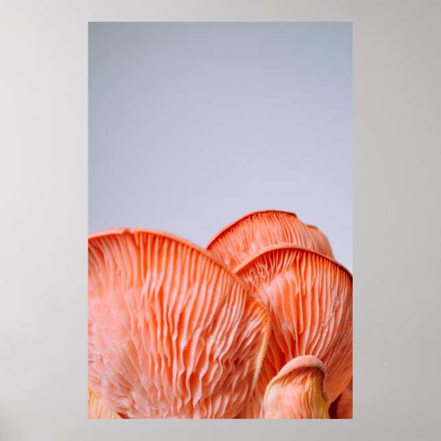 AFFICHE CHAMPIGNONS ROSES (Devant)