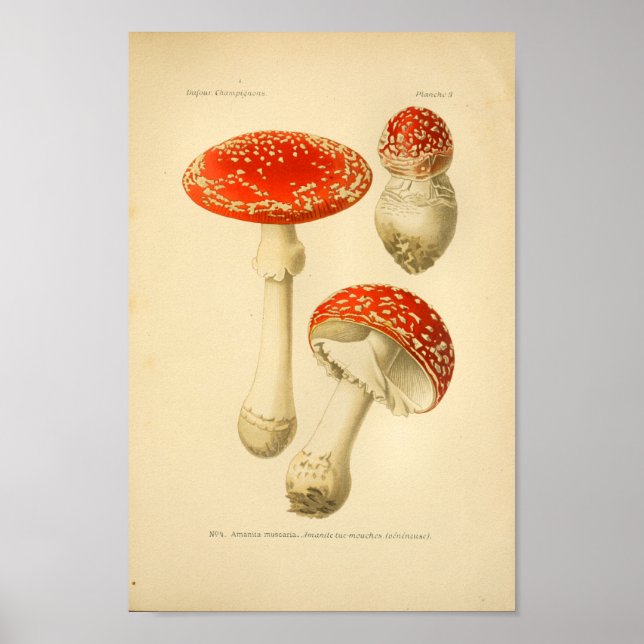 Affiche Champignons rouges vintages Art (Devant)