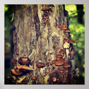 Affiche Champignons Sauvages Cultivant Sur Le Tronc D'Arbr