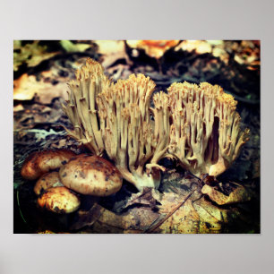 Affiche Champignons sauvages intéressants
