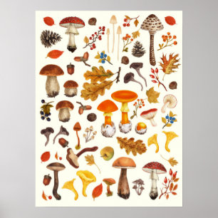 Affiche Champignons sauvages sur fond blanc cassé