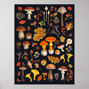 Affiche Champignons sauvages sur fond noir