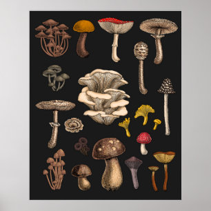 Affiche Champignons sauvages sur fond noir graphite