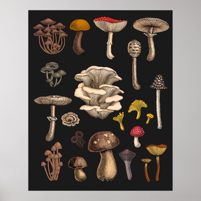 Affiche Champignons sauvages sur fond noir graphite (Devant)