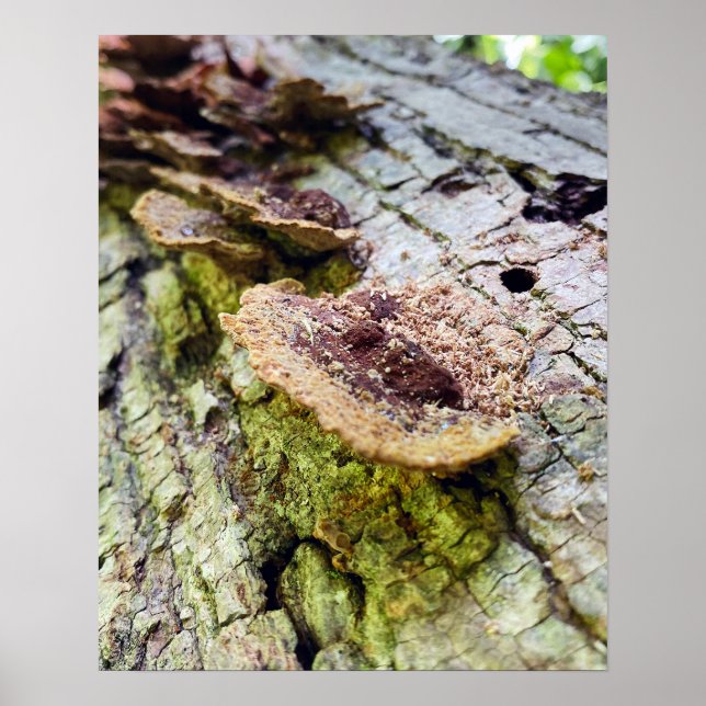 Affiche Champignons sur les arbres tombés (Devant)