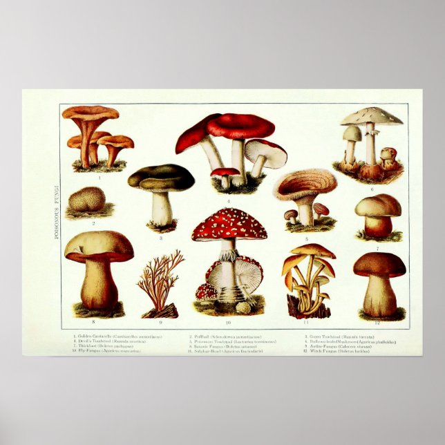 Affiche Champignons toxiques vintage 1908 (Devant)