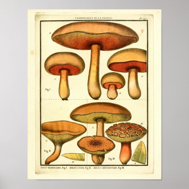 Affiche Champignons verts rouges vintages Art français Imp (Devant)