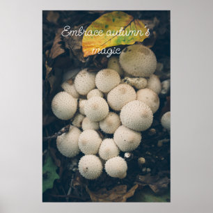 Affiche Champignons vesse-de-loup blancs parmi les feuille
