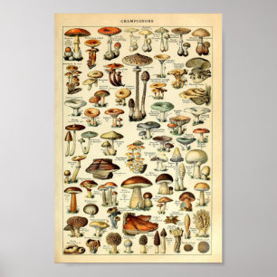Affiche Champignons, vintage éducatif