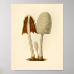 Affiche Champignons vintages 1861 Art Imprimer Blanc Brown
