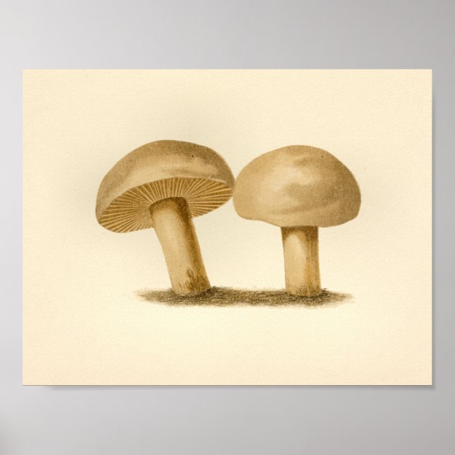 Affiche Champignons vintages 1861 Art Imprimer Casquette b (Devant)