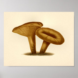 Affiche Champignons vintages 1861 Art Imprimer Casquette j