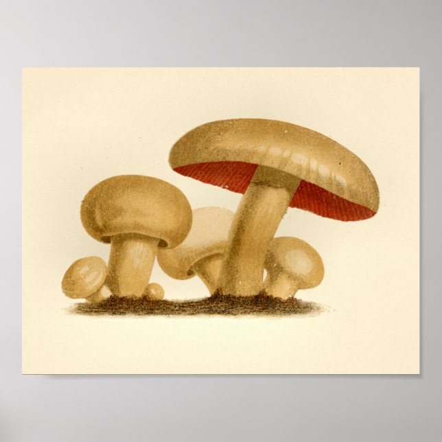 Affiche Champignons vintages 1861 Art Imprimer Rouge jaune (Devant)