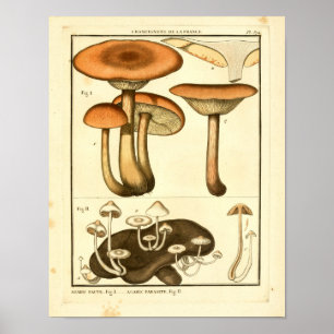 Affiche Champignons vintages Brown Blanc Art français Impr