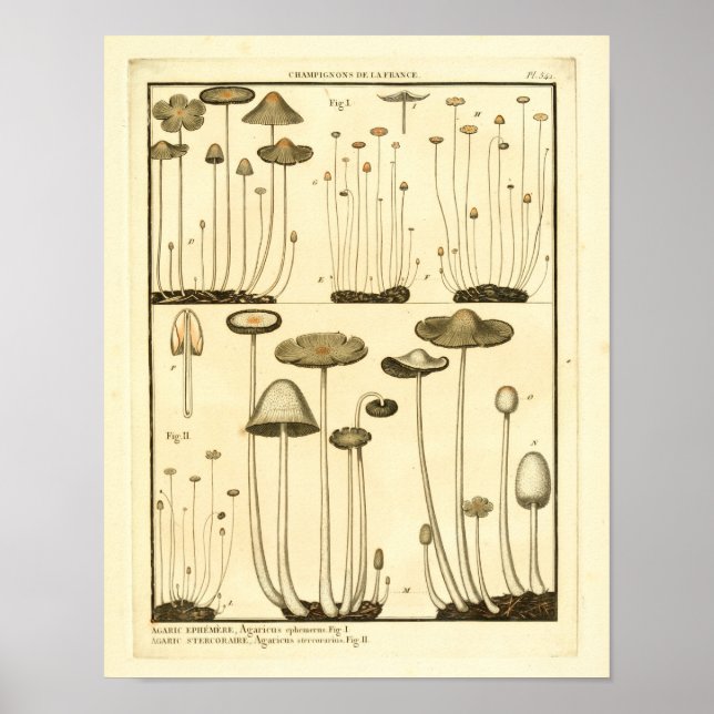 Affiche Champignons vintages Brown Blanc Art français Impr (Devant)