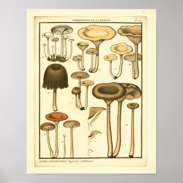 Affiche Champignons vintages Brown Blanc Art français Impr (Devant)