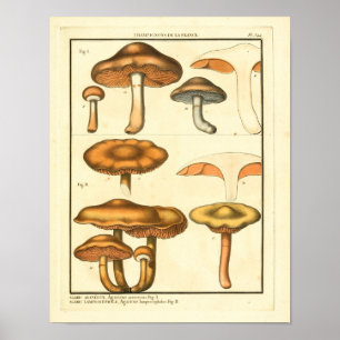 Affiche Champignons vintages Fungus Brown Art français Imp