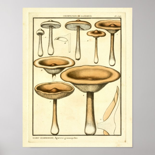 Affiche Champignons vintages Fungus Brown Art français Imp (Devant)