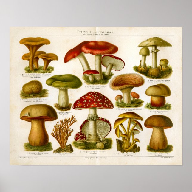 Affiche Champignons vintages Pilze Variété Rouge Vert Impr (Devant)