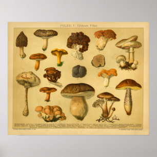 Affiche Champignons vintages Pilze Variété Tabourets Impri