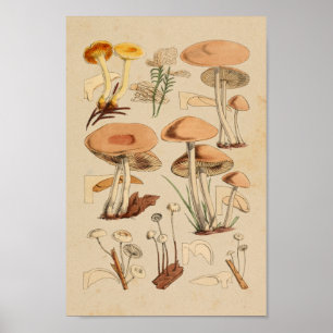Affiche Champignons vintages Variétés Art Brown Jaune Impr