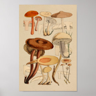 Affiche Champignons vintages Variétés Art Brown rouge Impr