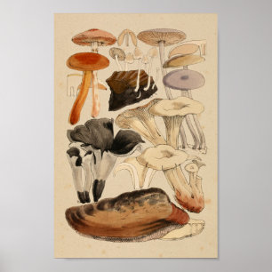 Affiche Champignons vintages Variétés Art Brown rouge Impr