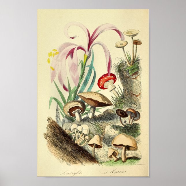 Affiche Champignons vintages Variétés Art Imprimer Rouge B (Devant)