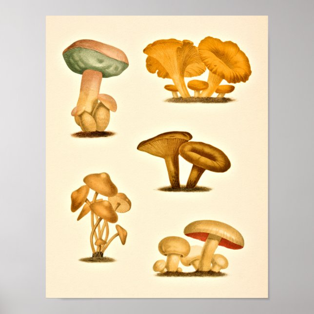 Affiche Champignons vintages Variétés Art Imprimer Rouge V (Devant)