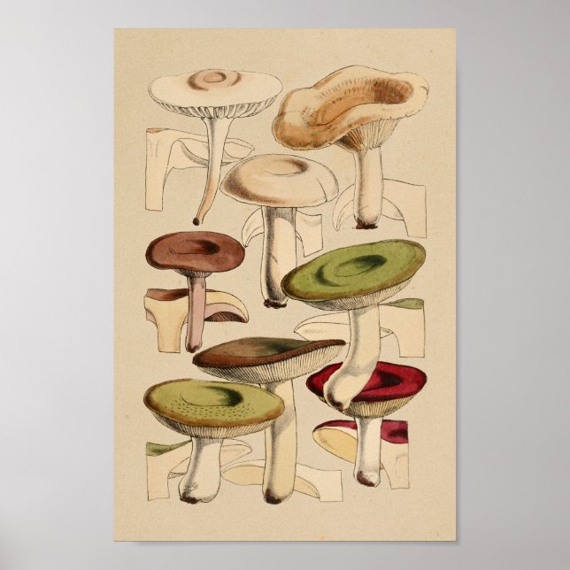 Affiche Champignons vintages Variétés Art Rouge Vert Impri (Devant)