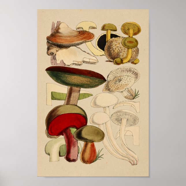 Affiche Champignons vintages Variétés Red Green Art Imprim (Devant)