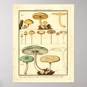 Affiche Champignons vintages Vert Jaune Art Français Impri