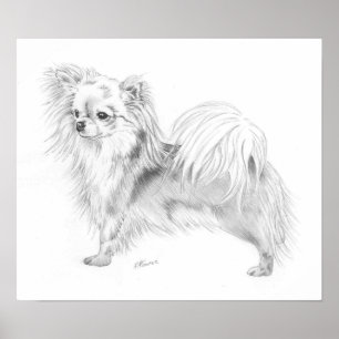 Affiche Championne du Longcoat Chihuahua