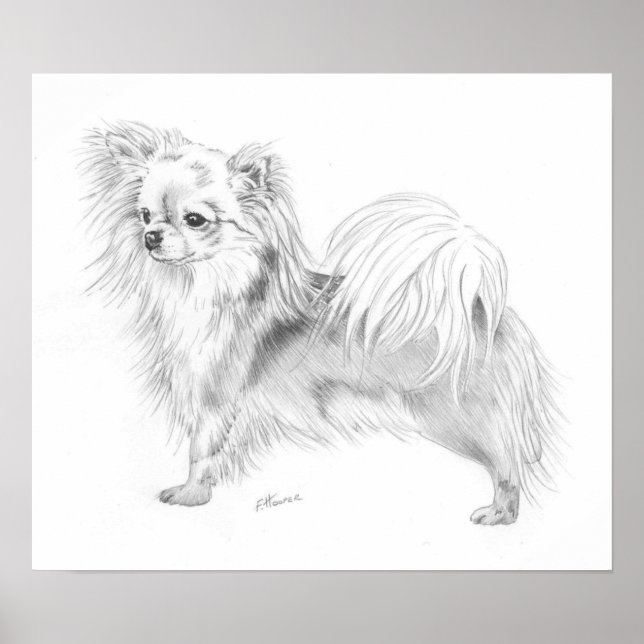 Affiche Championne du Longcoat Chihuahua (Devant)