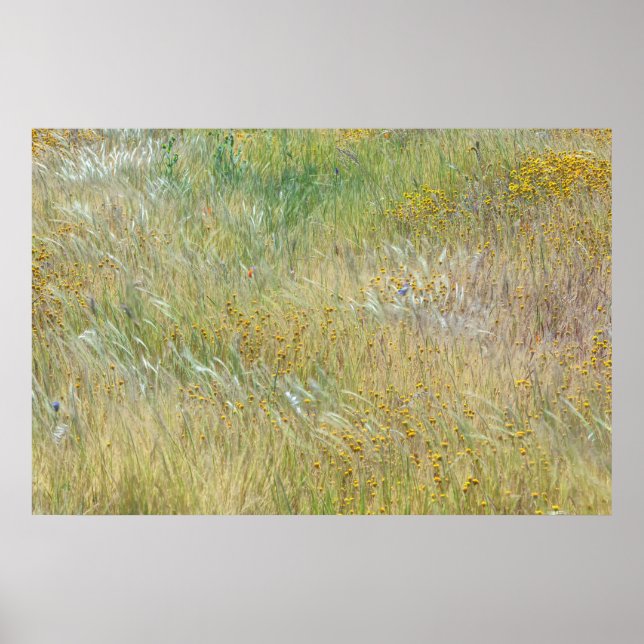 Affiche Champs de Goldfields et d'herbe (Devant)