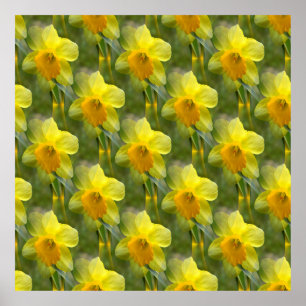 Affiche Champs de jonquilles....