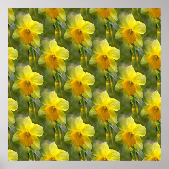 Affiche Champs de jonquilles.... (Devant)