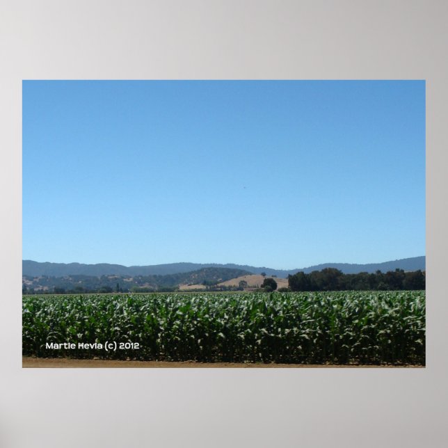 Affiche Champs de maïs (Devant)