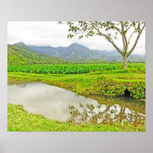 AFFICHE CHAMPS DE TARO DE HANALEI (KAUAI)
