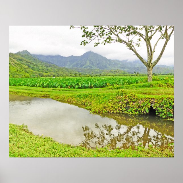 AFFICHE CHAMPS DE TARO DE HANALEI (KAUAI) (Devant)