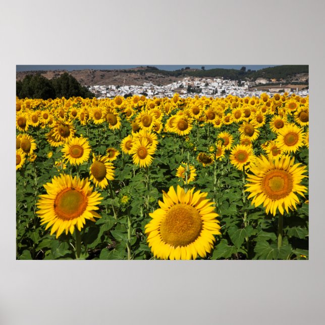 Affiche Champs de tournesols, ville de collines blanches d (Devant)