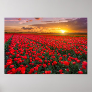 Affiche Champs de tulipes au coucher du soleil dans la Pay