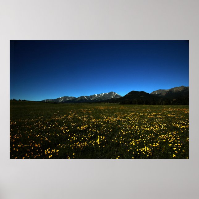 Affiche Champs jaunes (Devant)