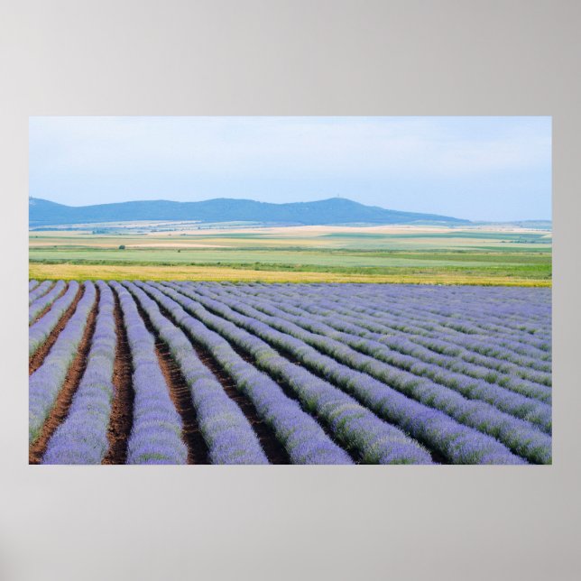 Affiche Champs Lavendar (Devant)