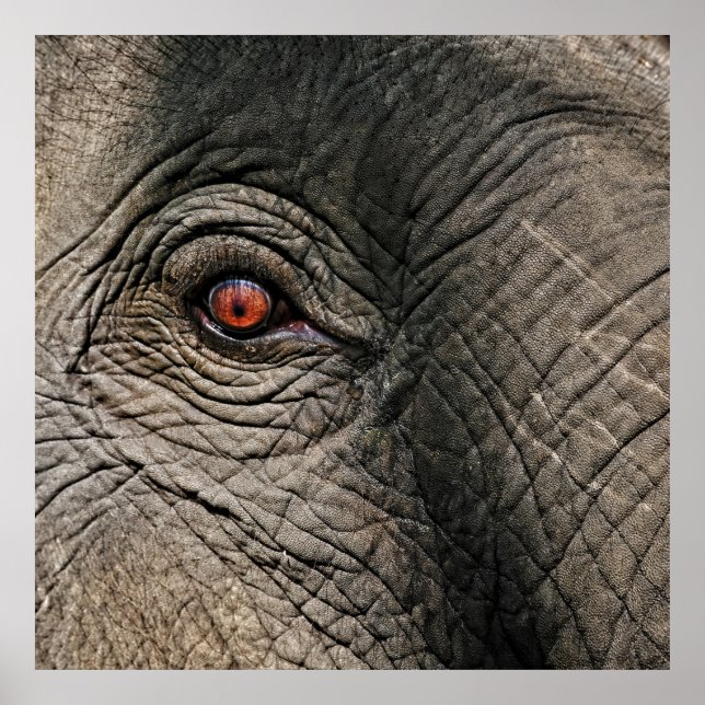 AFFICHE CHANG MAI ELEPHANT EYE (Devant)